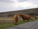 23- Vaches ecossaises